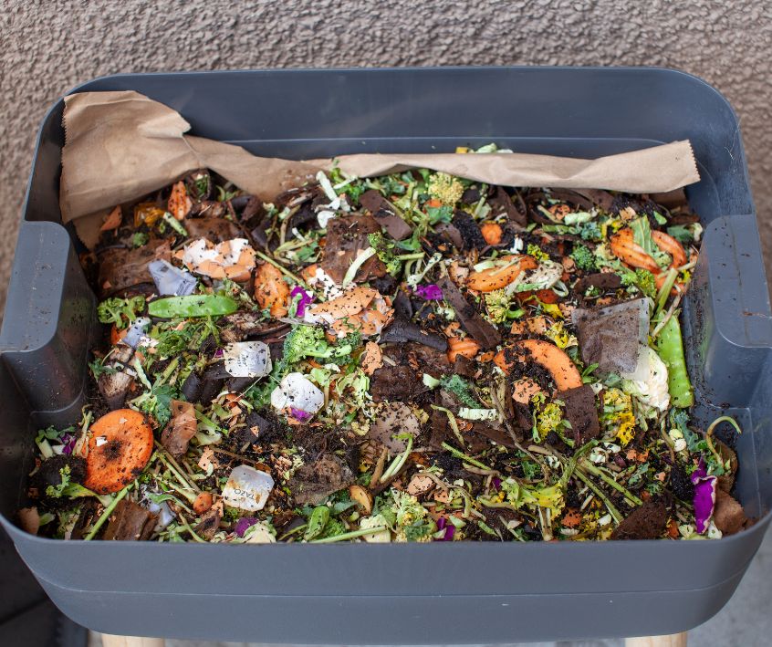 Worms in a feeding tray with fresh food and bedding material in an outdoor vermicomposter.
