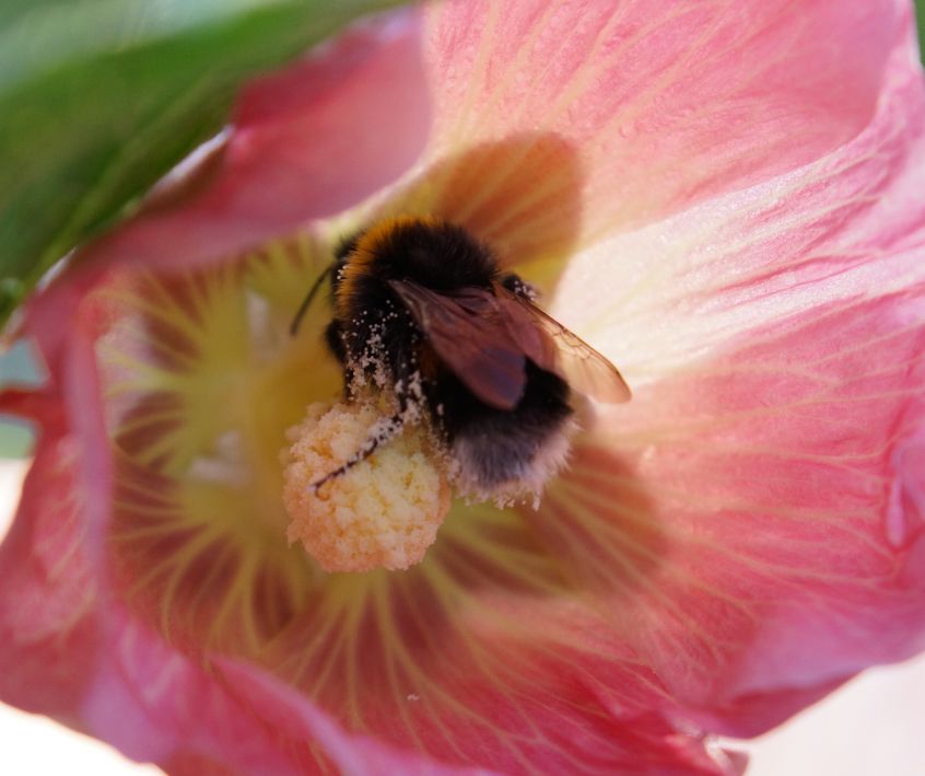 Bumblebee covered in pollen inside a pink flower.