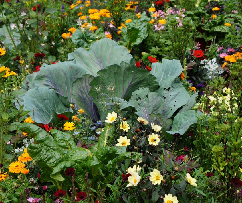 Companion planting vegetables, herbs, and flowers in a small garden bed.
