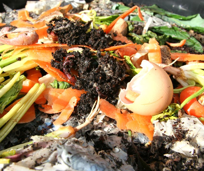 Egg shells and vegetable scraps and worms in worm bin