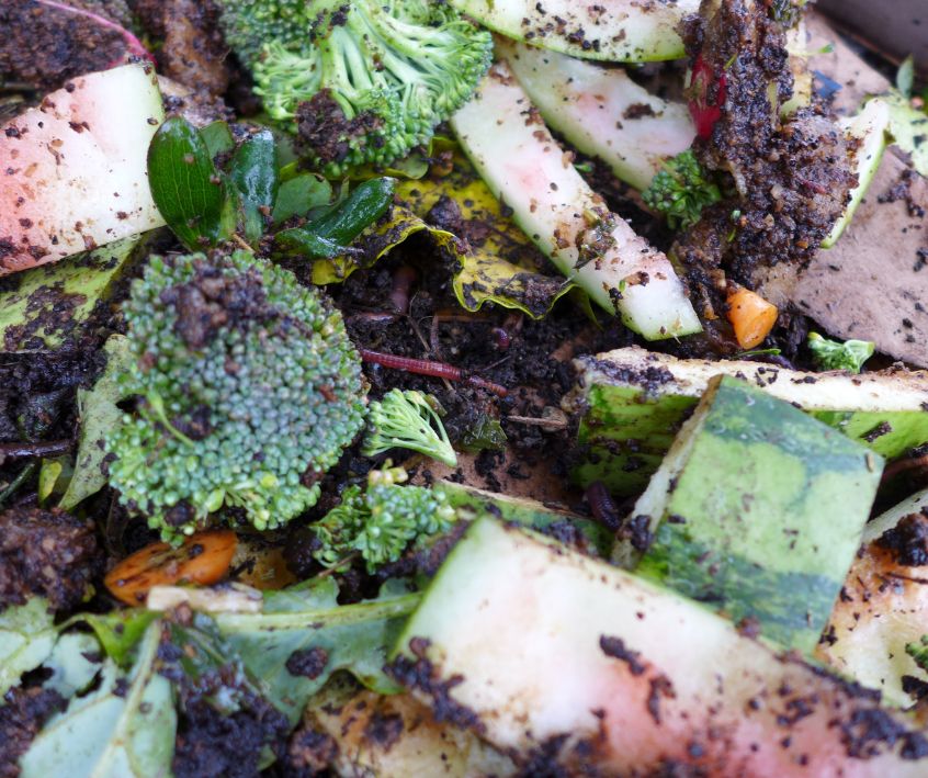 Fruit and vegetable scraps and worms in vermicomposter.