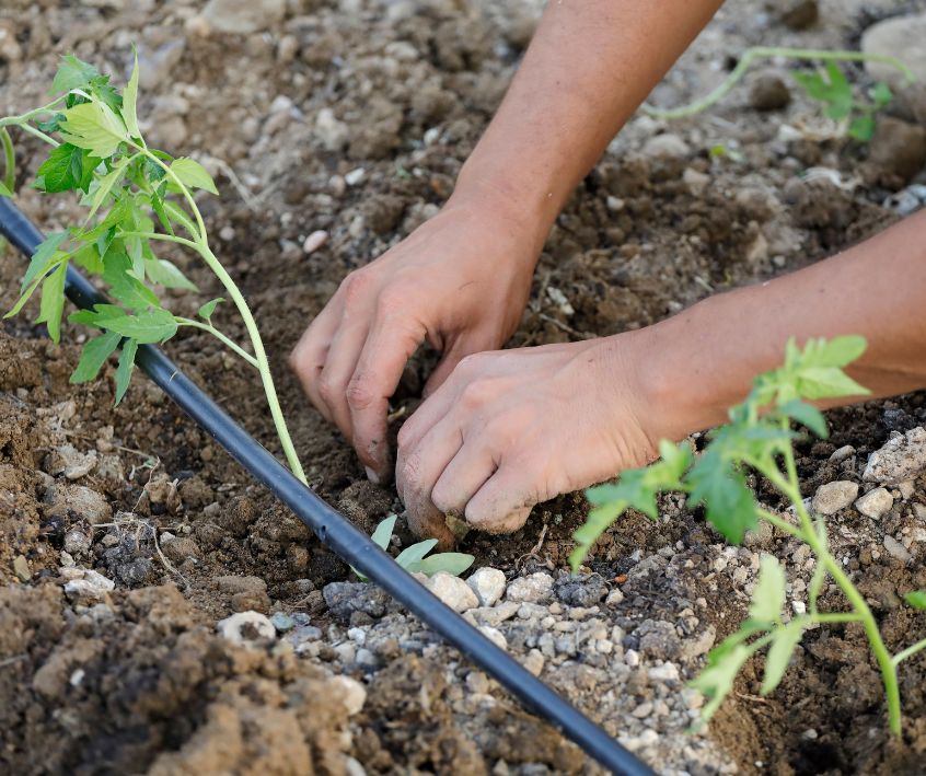 A person planting tomatoes net to a garden drip irrigation system.
