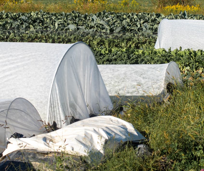 White garden row covers covering leafy vegetables in garden