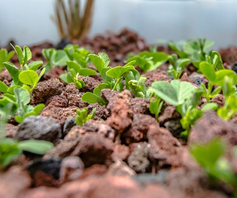 Young pea shoots growing in an aquaponics lava rock bed.