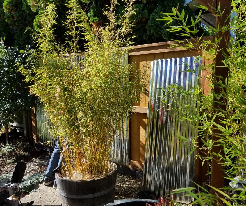 A person building a sound barrier fence behind a potted bamboo plant used for privacy.