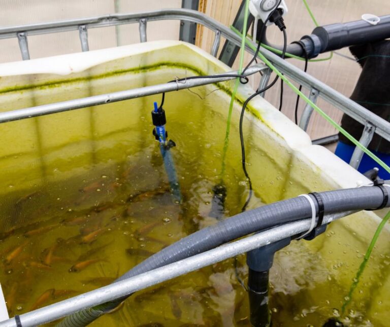 Fish swimming in an aquaponics system IBC tote fish tank.