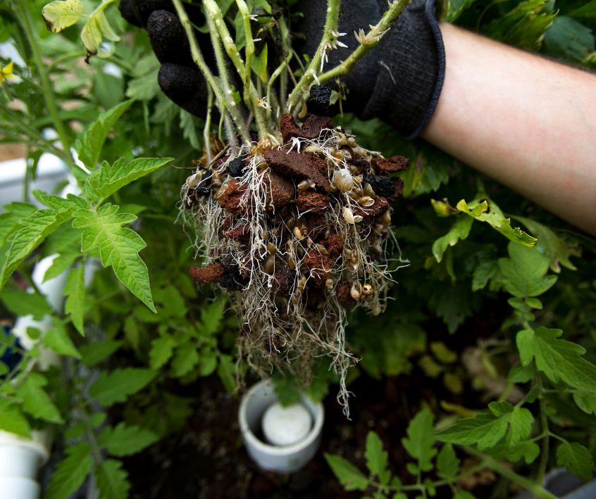 A person showing the healthy roots of a plant pulled out of an aquaponics grow bed.
