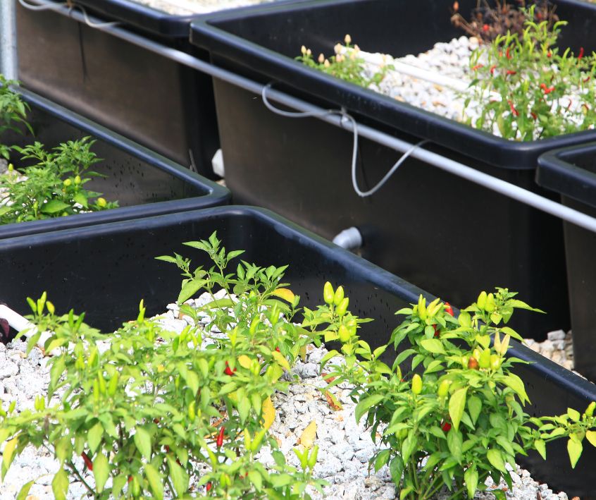 Chili pepper plants growing in white gravel filled plastic bin as part of an aquaponics system.