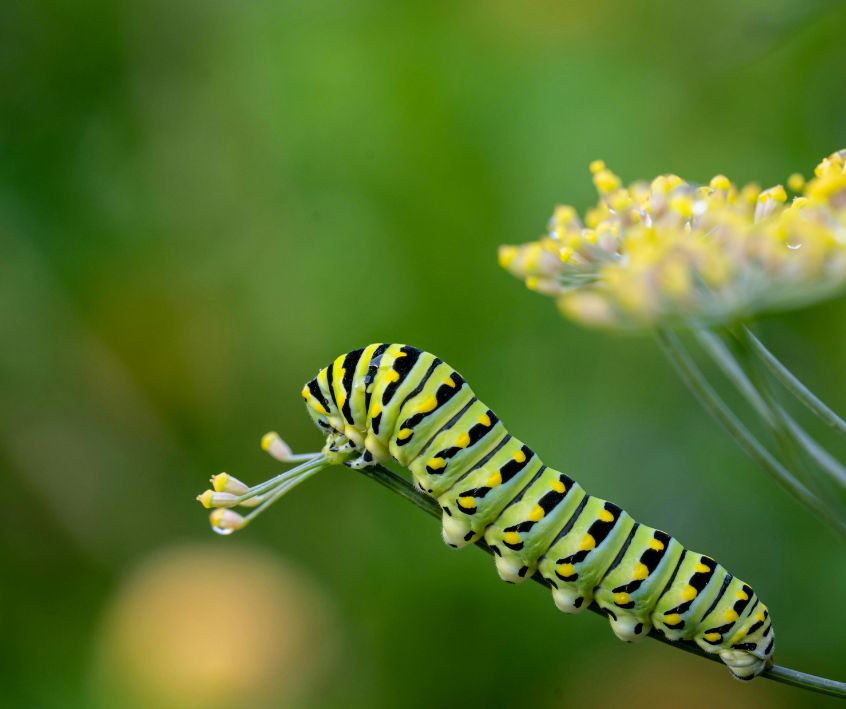 A Black Swallowtail caterpillar feeding on dill flowers.