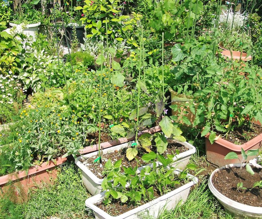 Many containers in a backyard garden filled with vegetable plants.