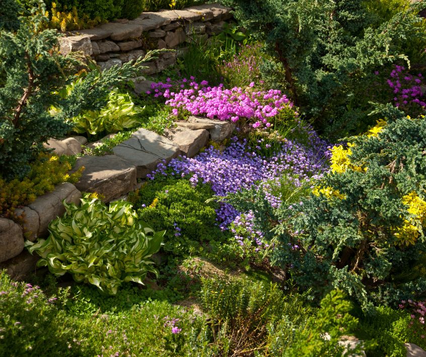 Bright flowering ground cover plants near a walking path in a cottage garden.