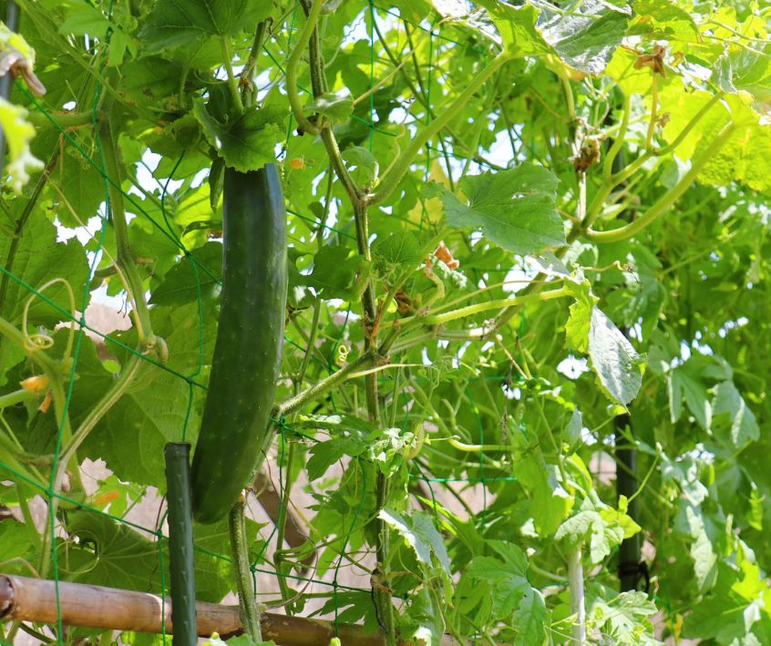 Cucumber Plants growing and fruiting on a backyard garden trellis.