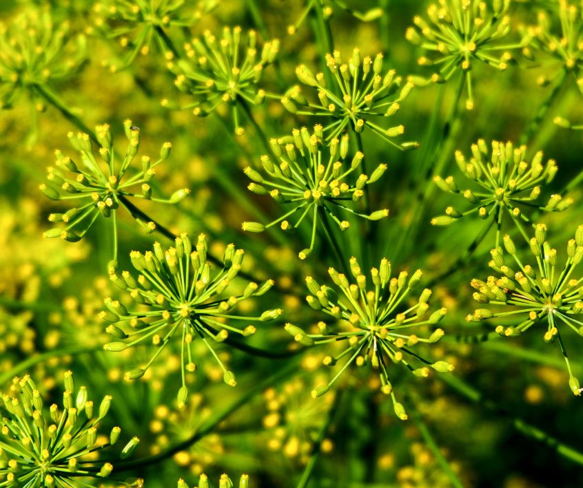 Dill flower head about to open