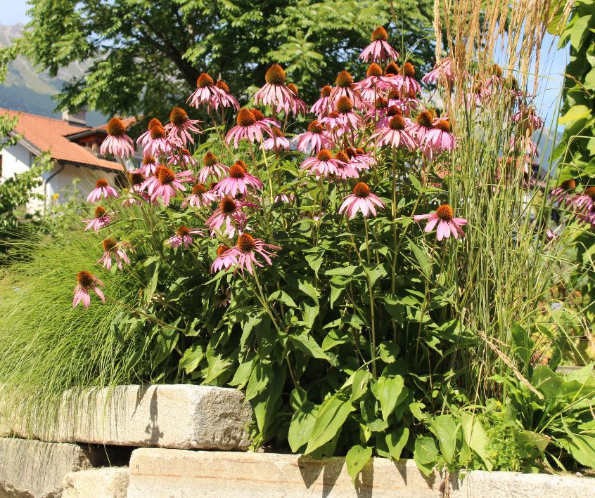 A large clump of Echinacea plants blooming in a small garden planter.