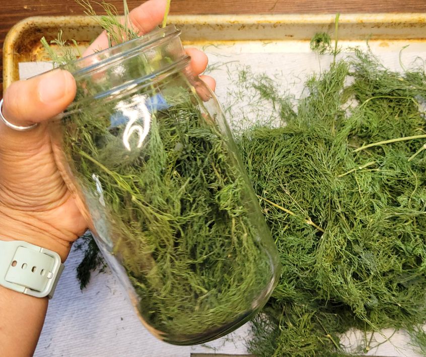 A person filling a mason jar with dried dill leaves.