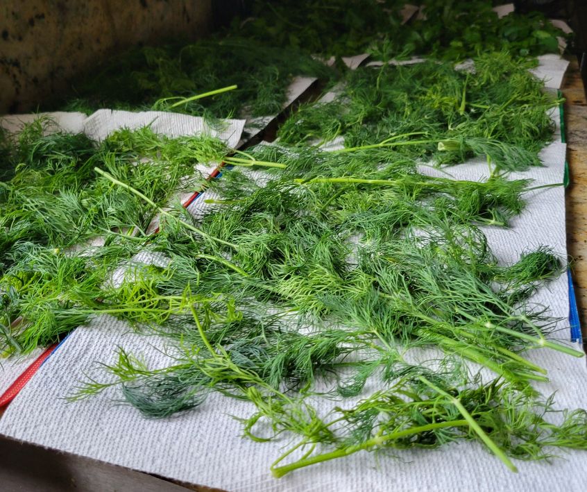 Fresh Dill laid out on racks and paper towels to dry.