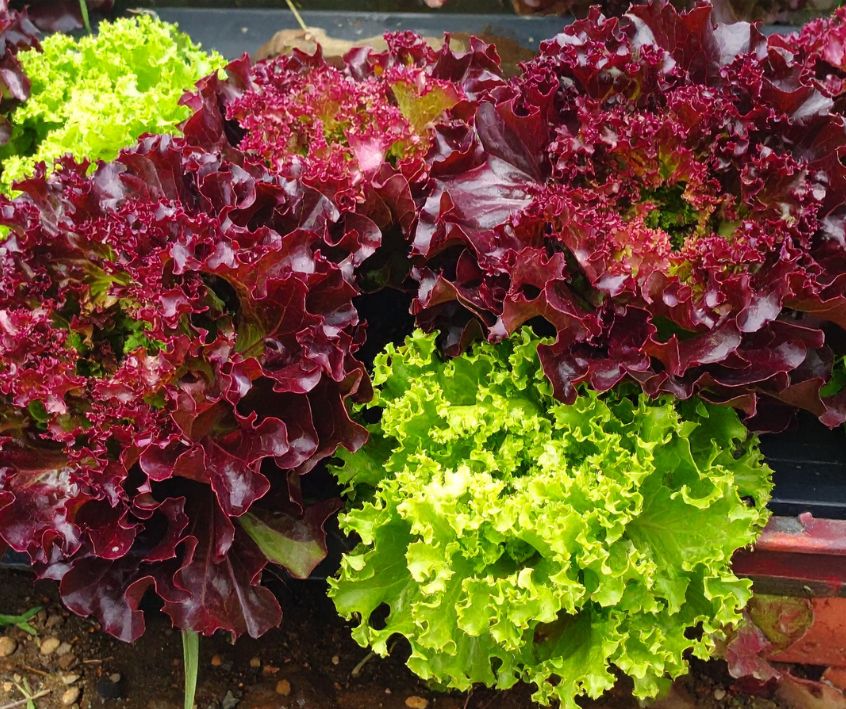 Red and green leaf lettuce plants growing in a container.