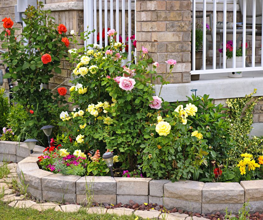 Front yard flower beds of roses and snapdragons edged with grey stones.