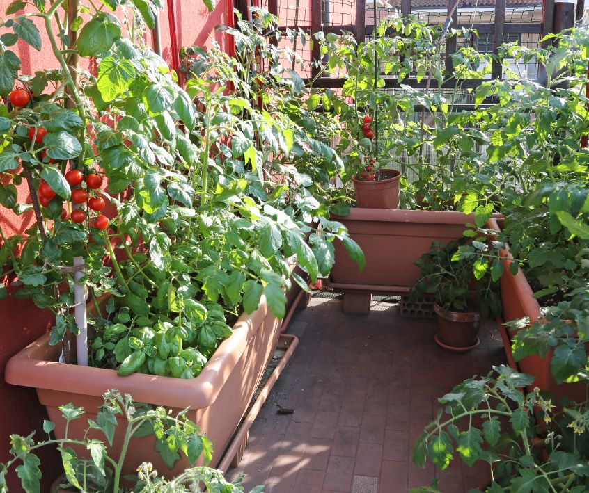 Garden balcony with tomato plants growing in Containers