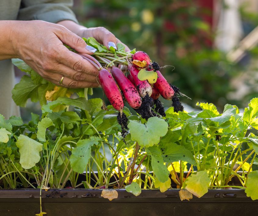 Gardener holding freshly harvested radishes from balcony garden.