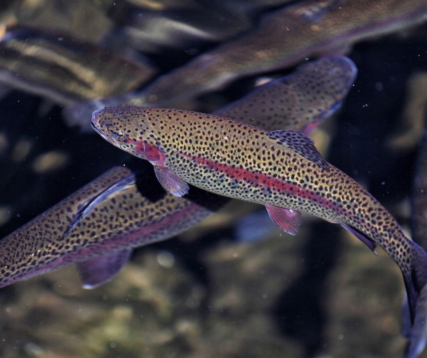 Young rainbow trout fish in a hatchery tank.