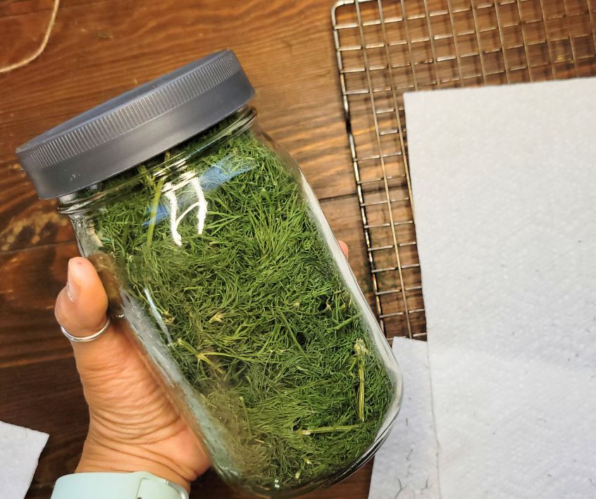 A person holding a large glass mason jar of dried dill leaves.