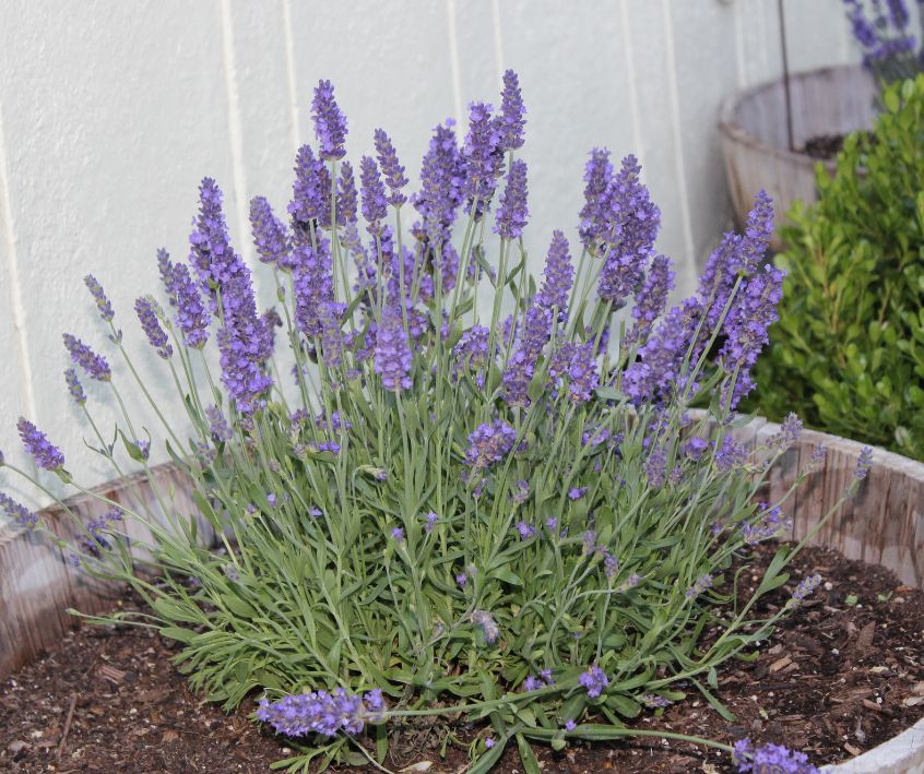 Lavender plant growing in a half barrel planter.