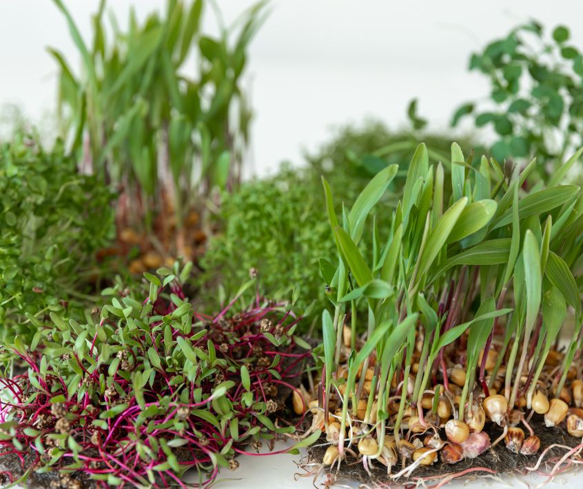 A group of brightly colored fresh microgreens with seeds and roots on a white table.