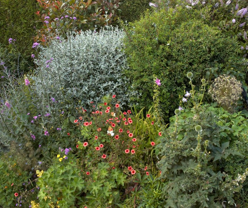 Mounding flowering plants in a cottage garden.