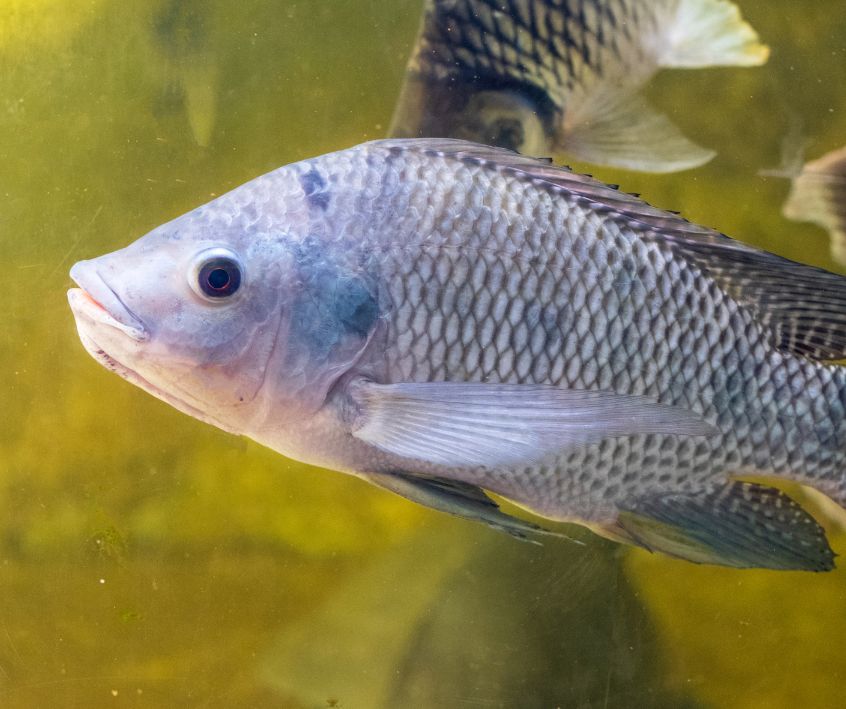 Nile tilapia fish swimming in a water.
