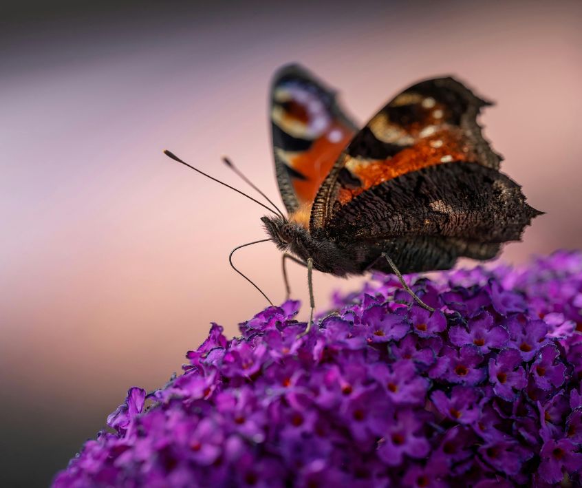 Peacock butterfly on vibrant purple buddleja