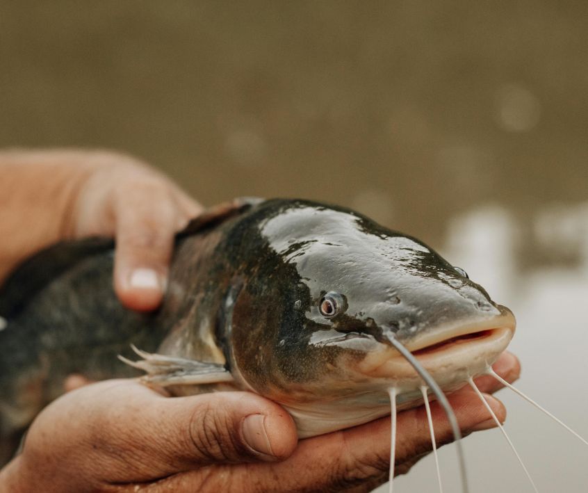 A person holding a dark brown live catfish before placing it in a tank.