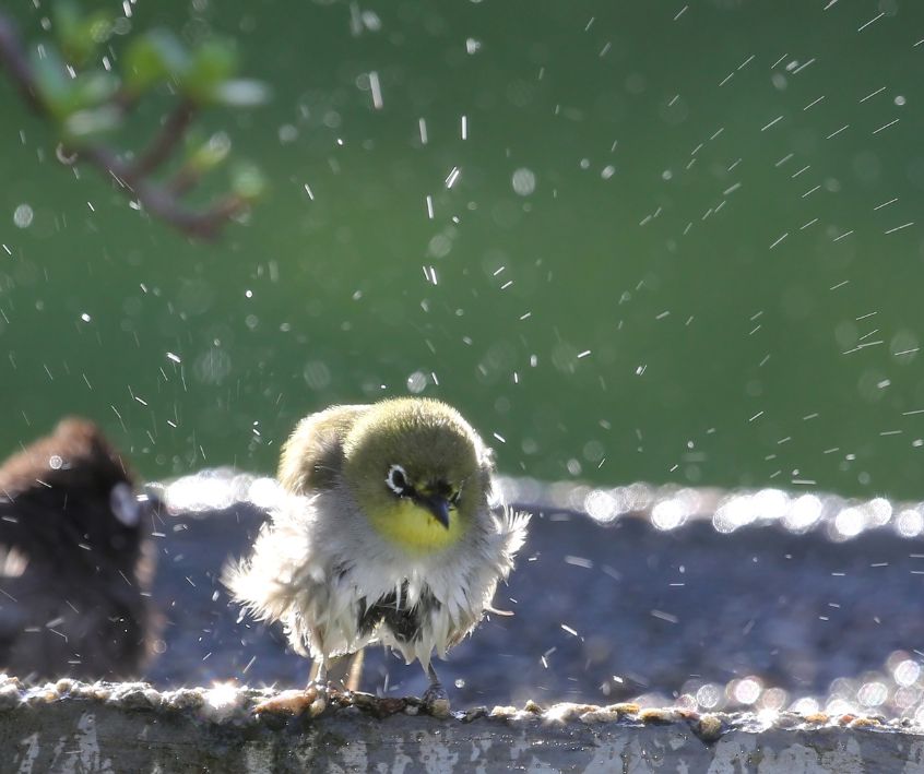 A small bird shaking water off of its feathers at a bird bath.