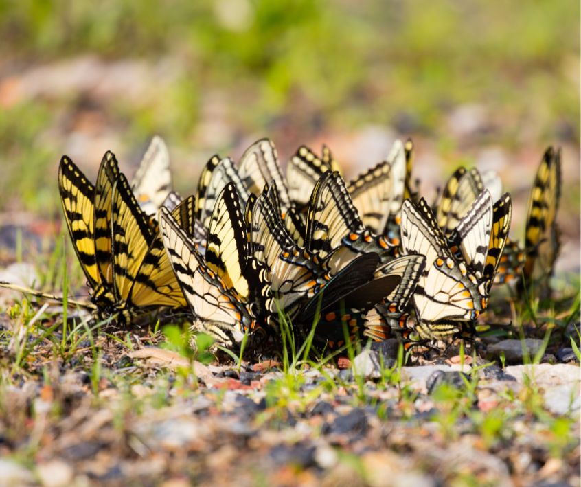 A group of yellow and black butterflies drinking from a shallow puddle in gravel.