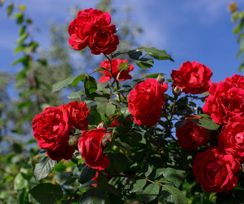 Red Rose Bush growing in a garden.