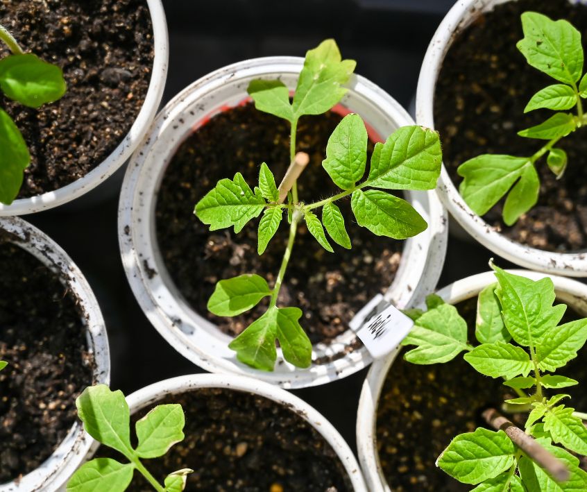 Small tomato plants during early spring transplants in small pots.