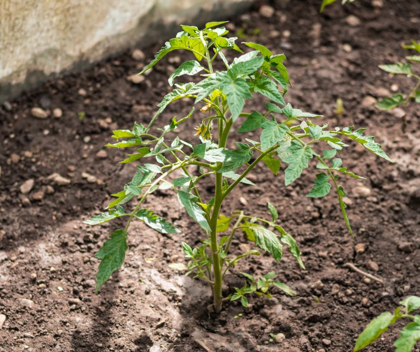 Tomato plant growing in a small home garden