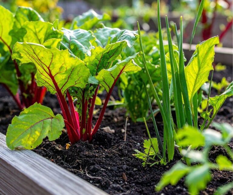 Healthy vegetables growing in a raised garden bed.