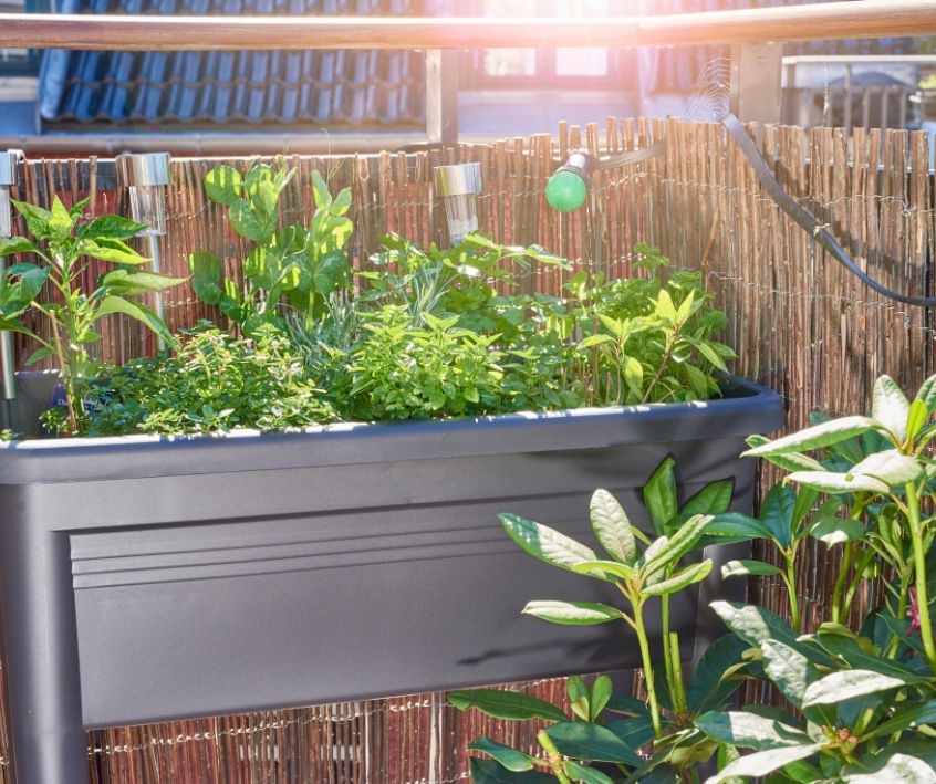Vegetables and herbs growing in a small raised bed garden on a small patio.