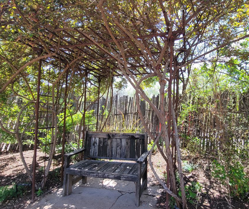 A garden bench with vines growing on a pergola providing shade in Albuquerque, NM.