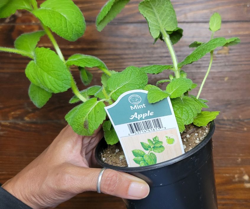 A person holding a healthy Apple Mint plant in a small black pot from the nursery.