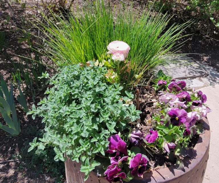 A large garden pot of herbs and purple flowers at the Albuquerque botanical gardens in New Mexico.