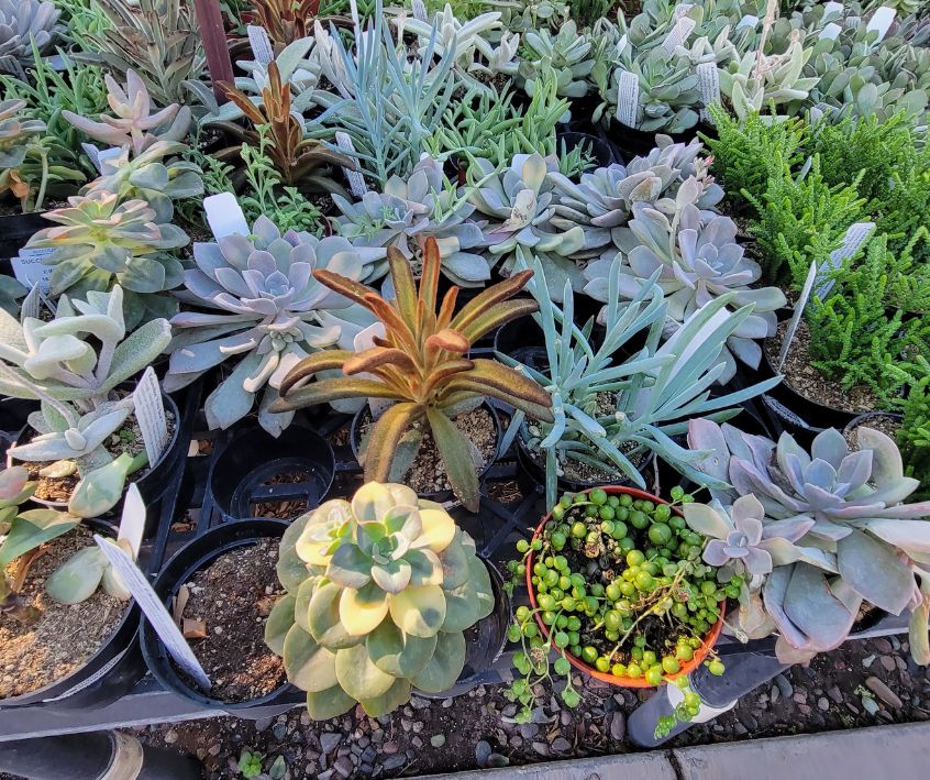 A large selection of colorful succulent plants at the Desert Botanical Gardens.