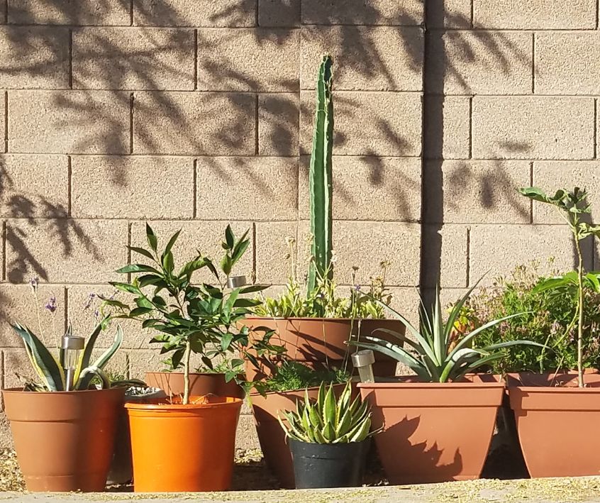A mix of small agaves, cactus, citrus, and pineapple in a desert container garden.