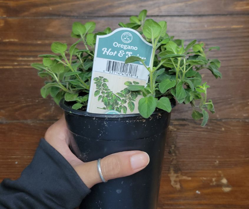 A oregano start in a small plastic pot from the nursery ready for the herb garden.