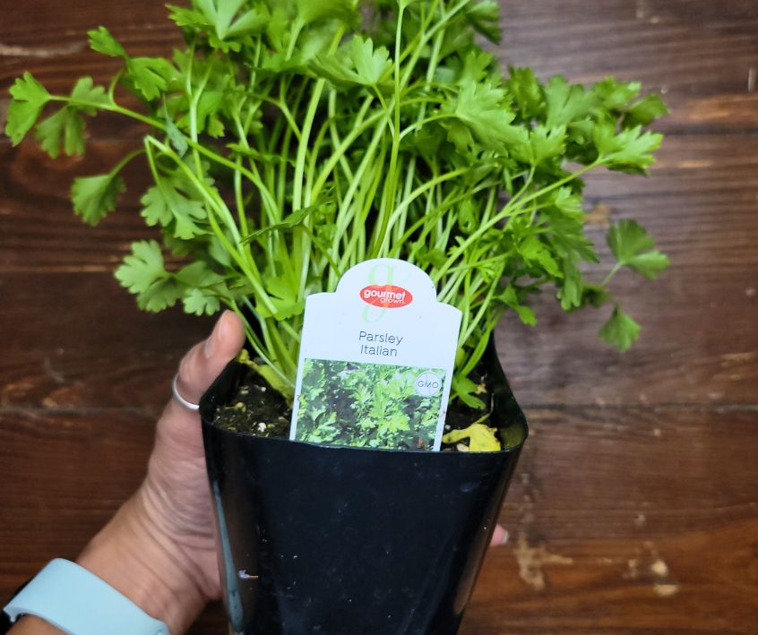 A person holding a pot of Italian parsley from a nursery.