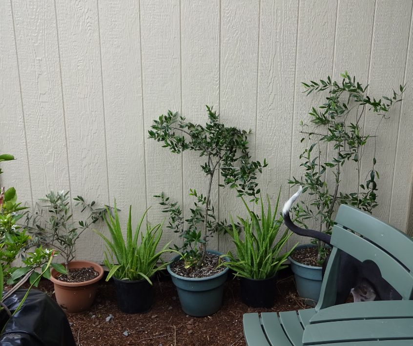 Aloe and olive trees in pots in a small garden nook.