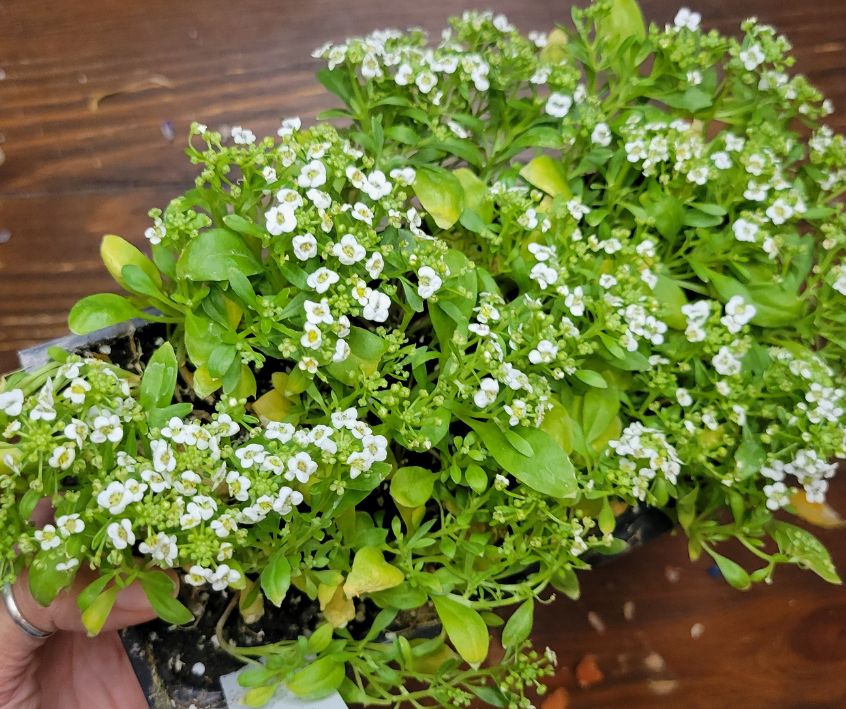 Alyssum flower seedling ready to be transplanted.