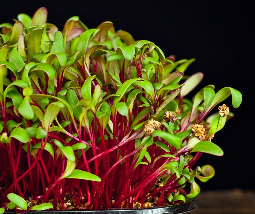 Beet microgreen on a black background on a wooden board.
