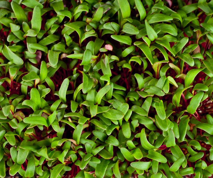 A dense grow tray of red stemmed beet microgreens.